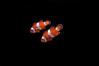 picture of Ocellaris Clownfish Pair                                                                             Amphiprion percula